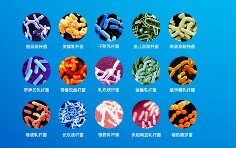 可用于食品的益生菌 食品益生菌