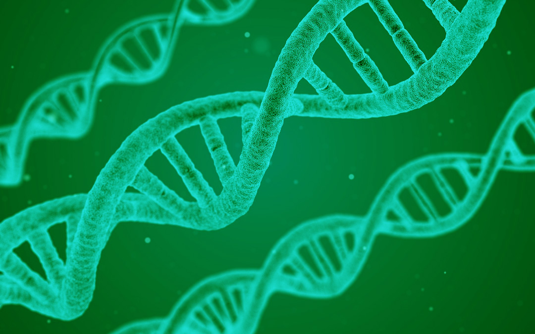 可用于食品的菌種名單 可用于食品的菌種名單