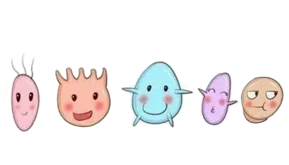 益生菌認識誤區(qū) 益生菌認識誤區(qū)