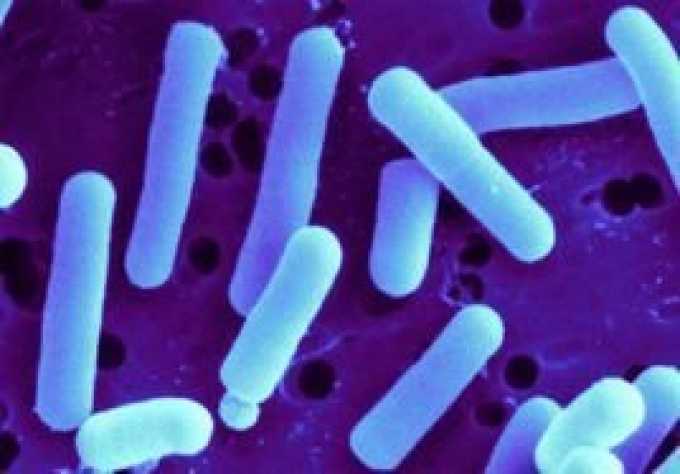 羅伊氏乳桿菌 羅伊氏乳桿菌